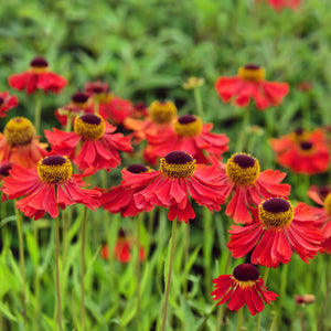 Helenium 'Moerheim Beauty'