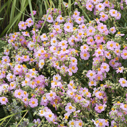 Helianthemum 'Lawrenson's Pink'