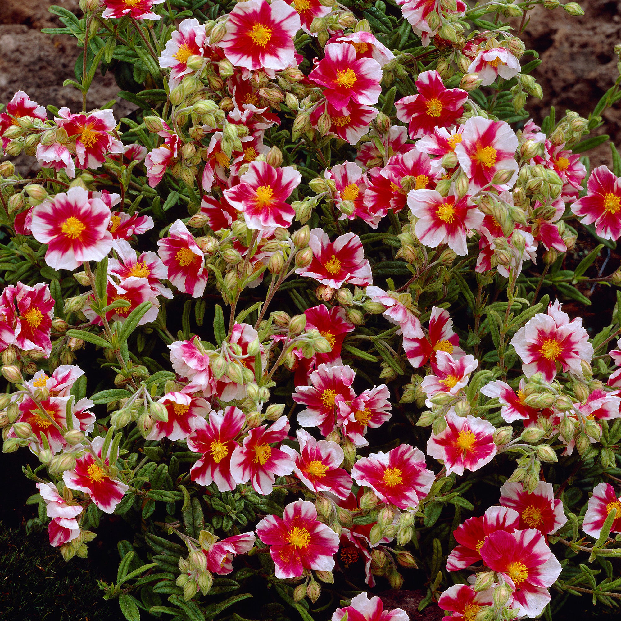 Helianthemum 'Raspberry Ripple' | Rock Rose – Gardeners Dream