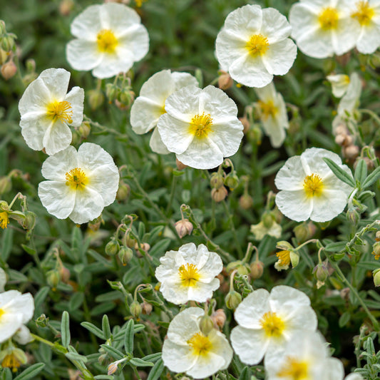 Helianthemum 'The Bride'