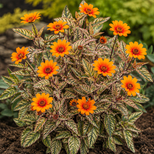 Heliopsis 'Orange Marble'