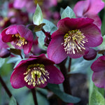 Helleborus 'Early Dark Red'