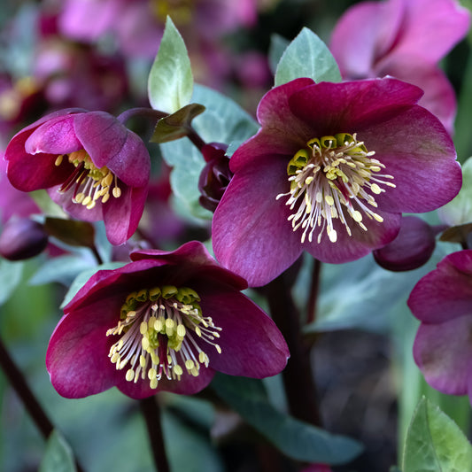 Helleborus 'Early Dark Red'
