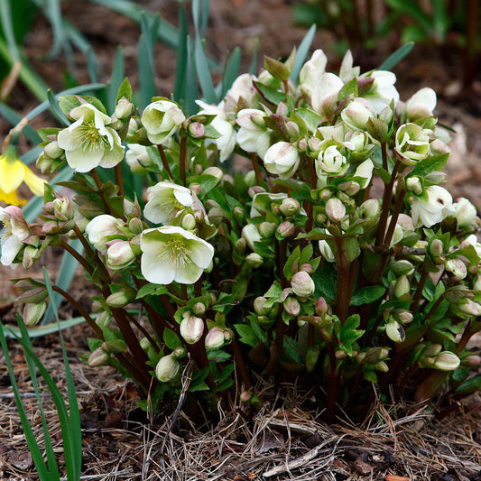 Helleborus 'Molly's White'