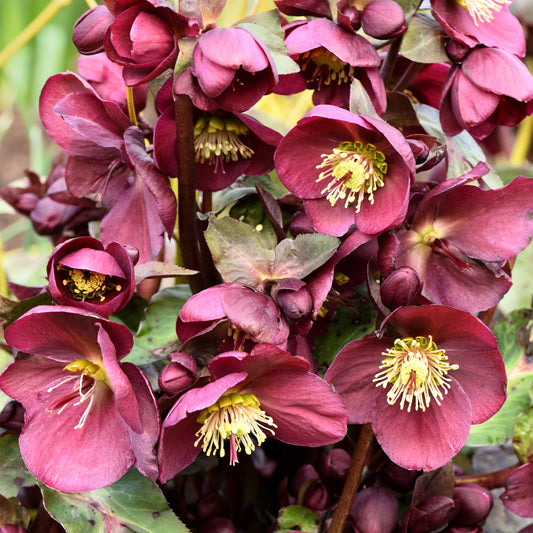 Helleborus 'Pippa's Purple'