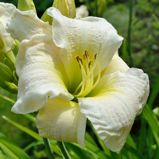 Hemerocallis 'Gentle Shepherd'