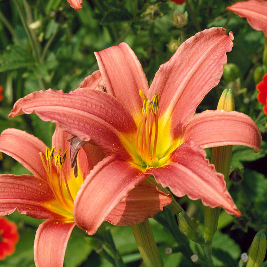 Hemerocallis 'Pink Damask'
