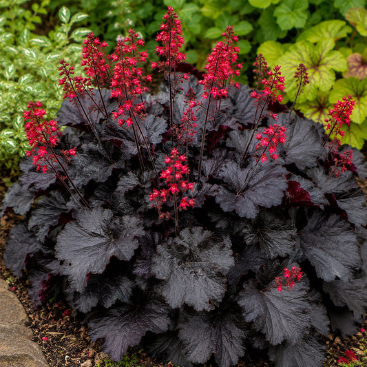 Heuchera 'Black Forest Cake'