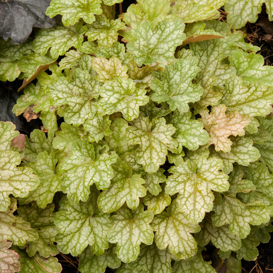 Heuchera 'Ginger Ale'