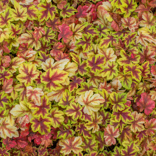Heucherella 'Gold Zebra'