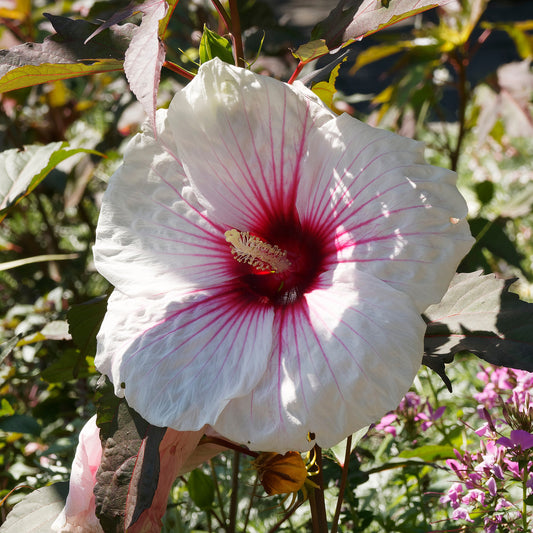 Hibiscus 'Carousel Jolly Heart'