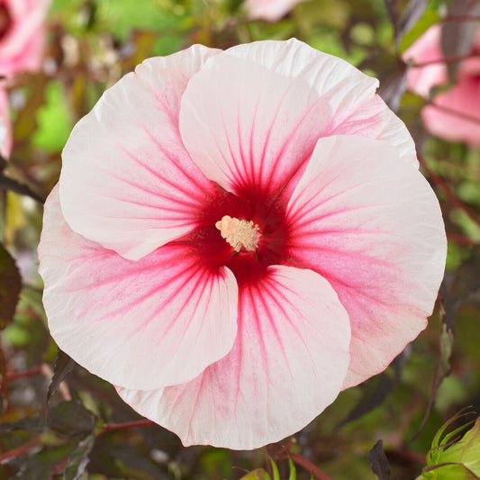 Hibiscus 'Carousel Pink Candy'