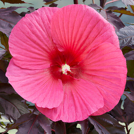 Hibiscus 'Carousel Pink Passion'