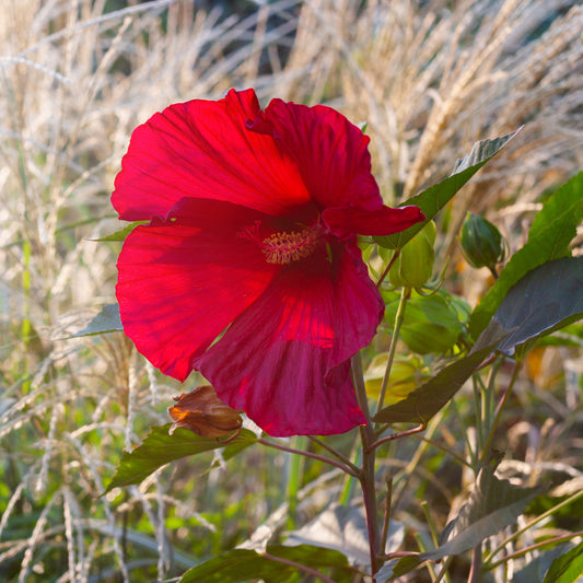 Hibiscus 'Cranberry Crush'