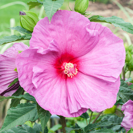 Hibiscus 'Fantasia'