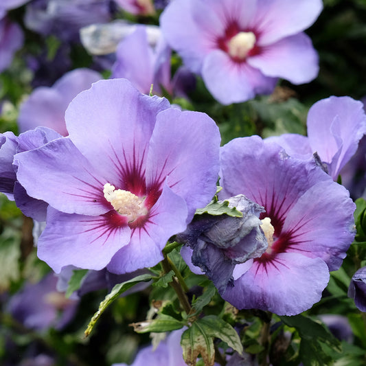 Hibiscus 'Oiseau Bleu'