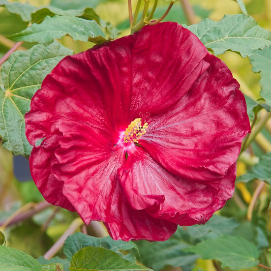 Hibiscus 'Robert Flemming'