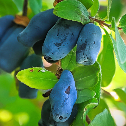 Honeyberry 'Boreal Beast'
