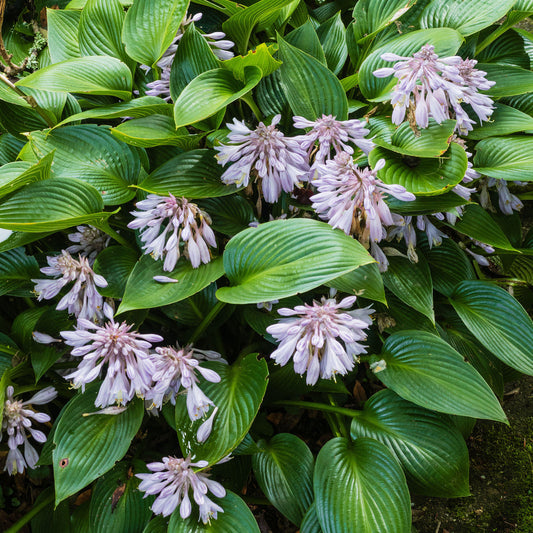 Hosta 'Devon Green'