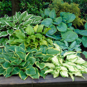 Hosta Mix