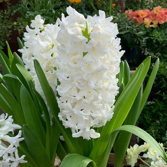 Hyacinth 'Carnegie'