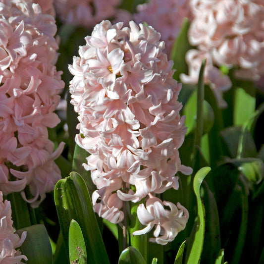 Hyacinth 'China Pink'
