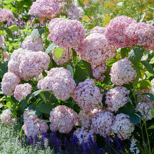 Hydrangea 'Candybelle Bubblegum'