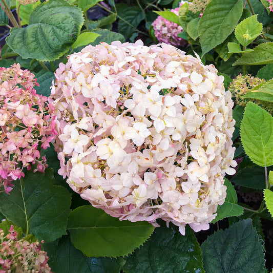 Hydrangea 'Candybelle Marshmallow'