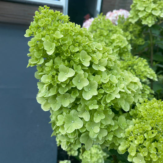 Hydrangea 'Petite Cherry'