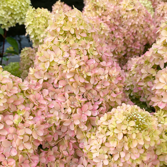 Hydrangea 'Petite Flori'