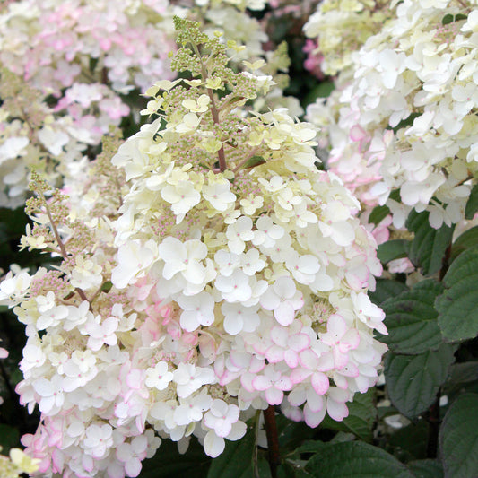 Hydrangea 'Petite Lissjudy'