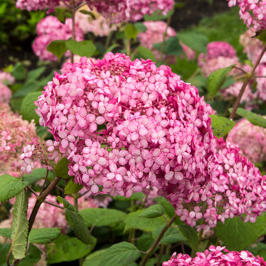 Hydrangea 'Pink Annabelle'