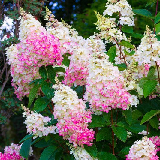 Hydrangea paniculata 'Pinky Winky'