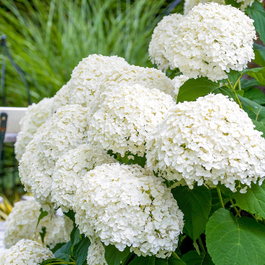 Hydrangea 'Strong Annabelle'