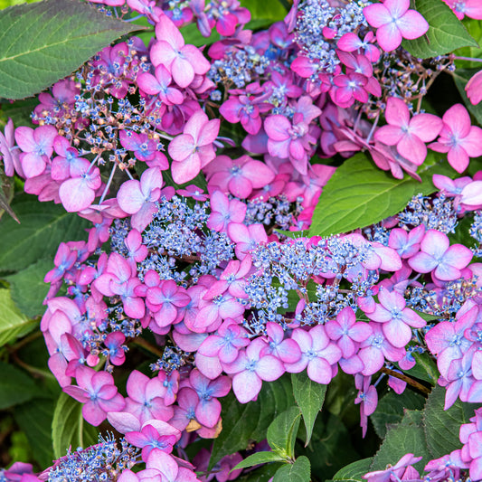 Hydrangea 'Barca'