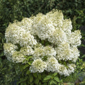 Hydrangea 'Bobo'