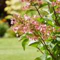 Hydrangea 'Early Harry'