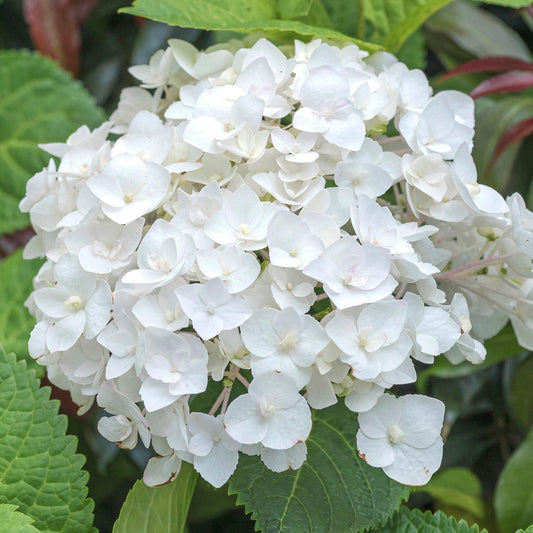 Hydrangea 'Endless Summer The Bride'