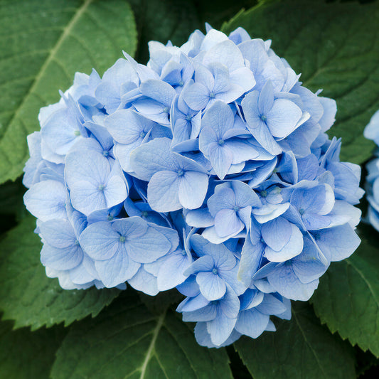 Hydrangea 'Endless Summer The Original Blue'