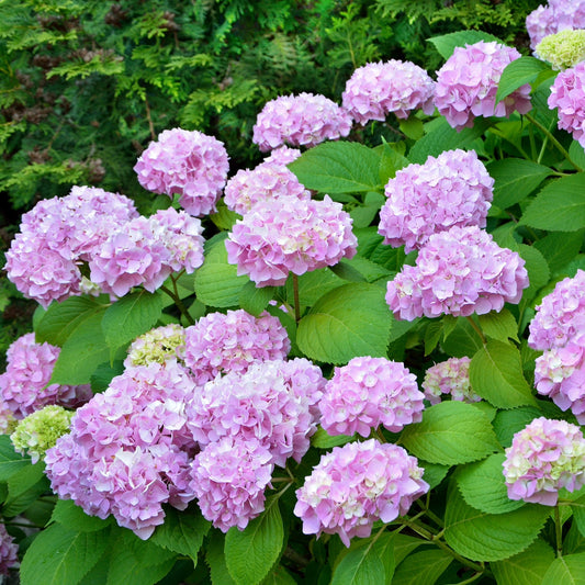 Hydrangea 'Endless Summer The Original Pink'