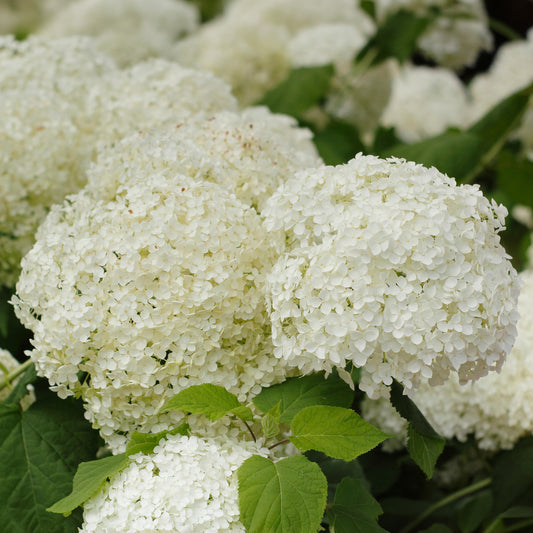 Hydrangea 'FlowerWOW'