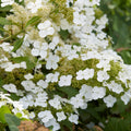 Hydrangea 'Ice Crystal'
