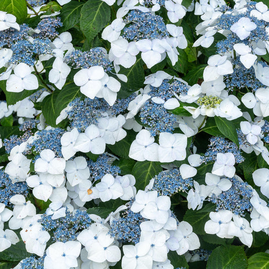 Hydrangea 'Magic Pillow Blue'