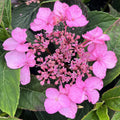 Hydrangea 'Magic Pillow Pink'