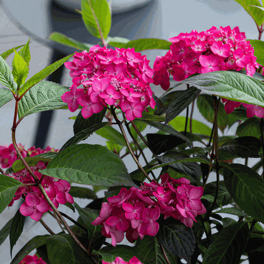 Hydrangea 'Magic Sunset'