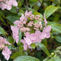 Hydrangea 'Morning Glory'