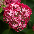 Hydrangea 'Ruby Annabelle'