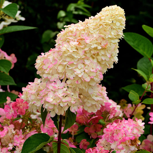 Hydrangea 'Sundae Fraise'