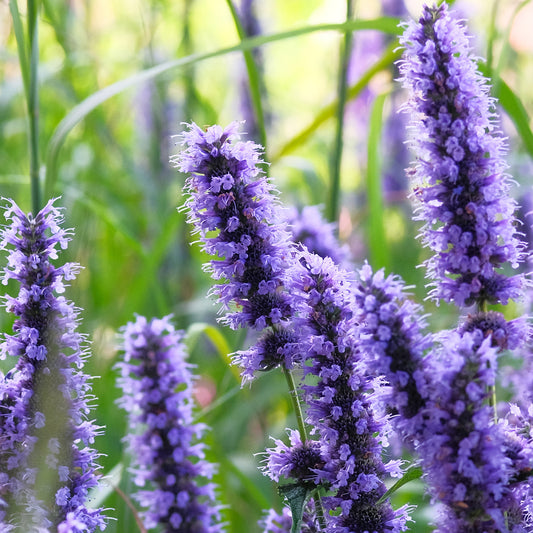 Hyssopus officinalis