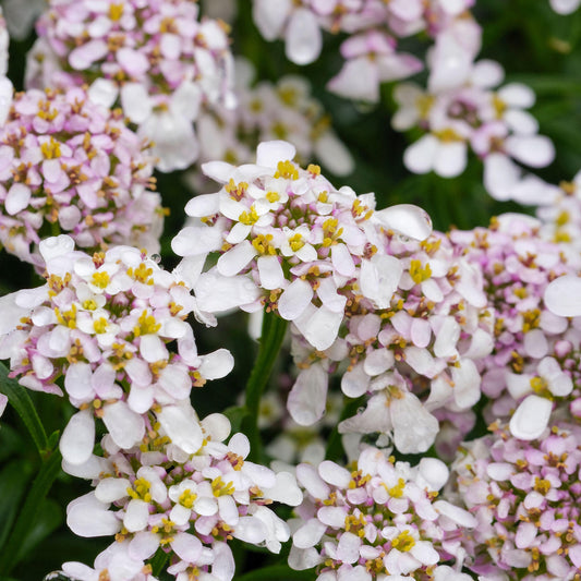Iberis 'Pink Ice'